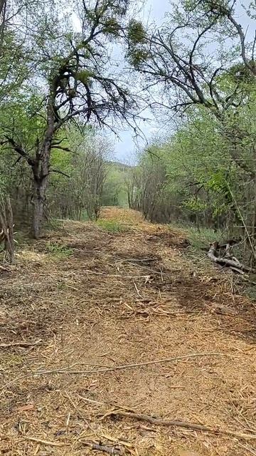 Расчистка просеки под ЛЭП