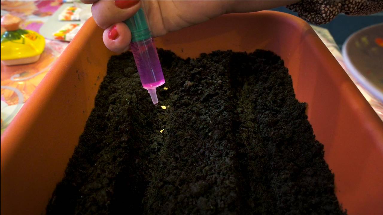 Всегда сею перцы только так, без замачивания и проращивания семян. Такая рассада радует смотреть онлайн