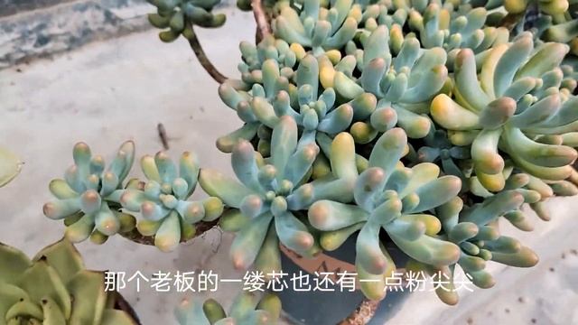 楼下的普货法师养出了精品的感觉，代笔，桃霜，央金，包菜真好看 смотреть онлайн