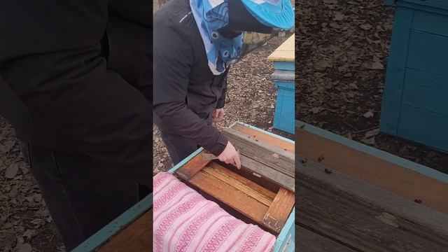Вихід із зимовки бджіл.Що треба робити? смотреть онлайн