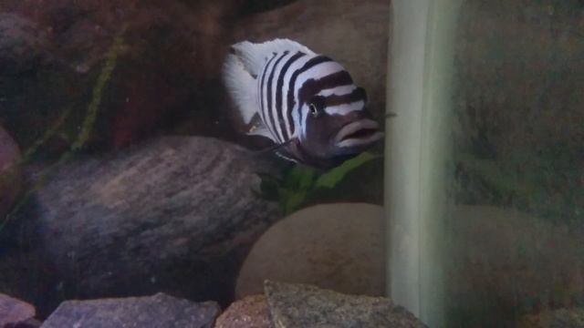 Maylandia (Metriaclima) zebra komplexet смотреть онлайн