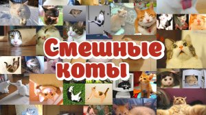 СМЕШНЫЕ КОТЫ! #1 Приколы с котами! СМЕШНЫЕ ЖИВОТНЫЕ!