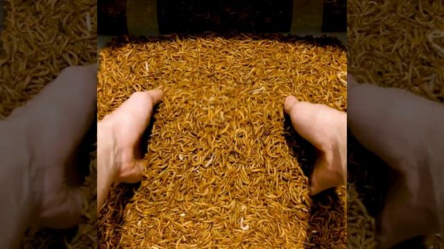What does 5 liters of mealworms look like? #shorts смотреть онлайн