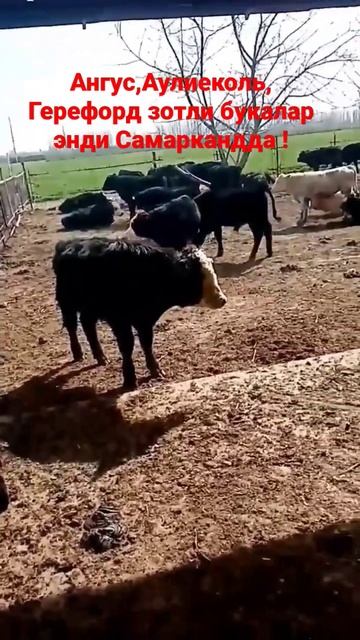 Ангус, Аулиеколь, Герефорд зотли букалар Самаркандга келди !!! смотреть онлайн
