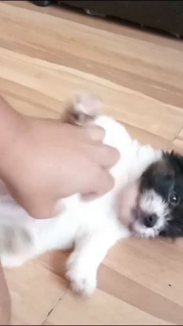 My Lovely puk puk смотреть онлайн