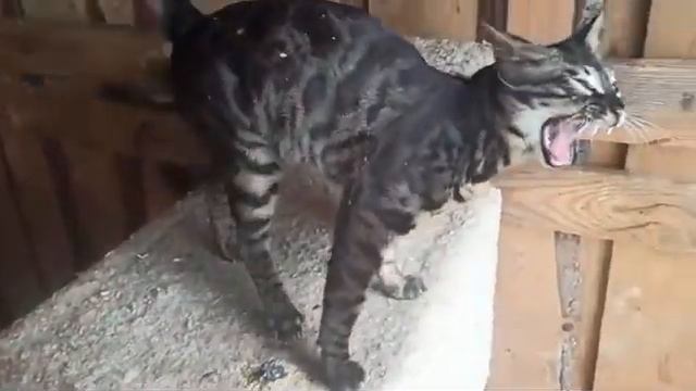 Котик бенгальской породы угольного окраса смотреть онлайн