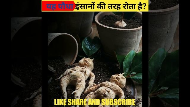 यह पौधा इंसानों की तरह रोता है?Mandrake plant #amazingfacts, #youtubeshorts, #shorts. смотреть онлайн