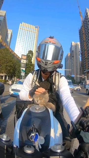 Biker kitty 😍👏🏽 Follow us @viral catss for More 😻 🎥Credit @chrisvanssis © All rights and смотреть онлайн