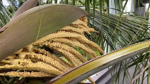 Part 2 coconut pollination. Draft video for coconut ecology in Hawaii смотреть онлайн