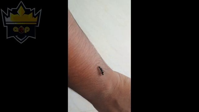 CAMPONOTUS PARIUS QUEEN |AP WORLD смотреть онлайн
