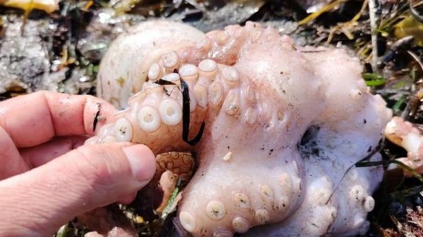 Морепродукты. Осьминог, крабы! Шторм на море. Остров Сахалин 2025 год