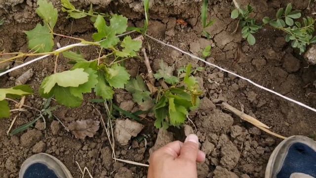 Бірінші жылы тез өсіп кетуі үшін. смотреть онлайн