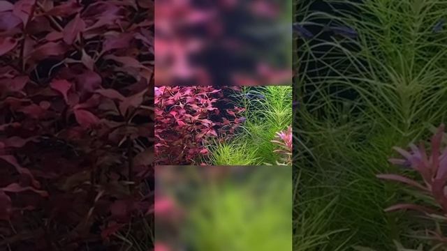 Красный интерьер аквариума смотреть онлайн