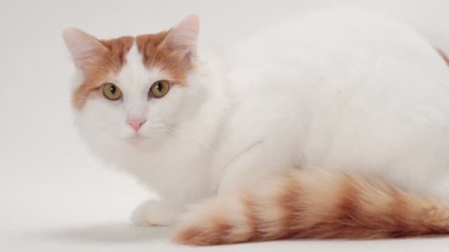 Топ-5 редких пород кошек — вы таких точно не видели! 🐱💎 смотреть онлайн