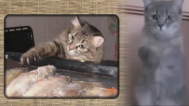 Корми кота! (Неаполитанская песня кота) смотреть онлайн