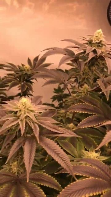 marzworldgarden TNB Naturals for the grow every time 💪🏽💪🏽🌱 First hydro run with Advanced Nutrients смотреть онлайн