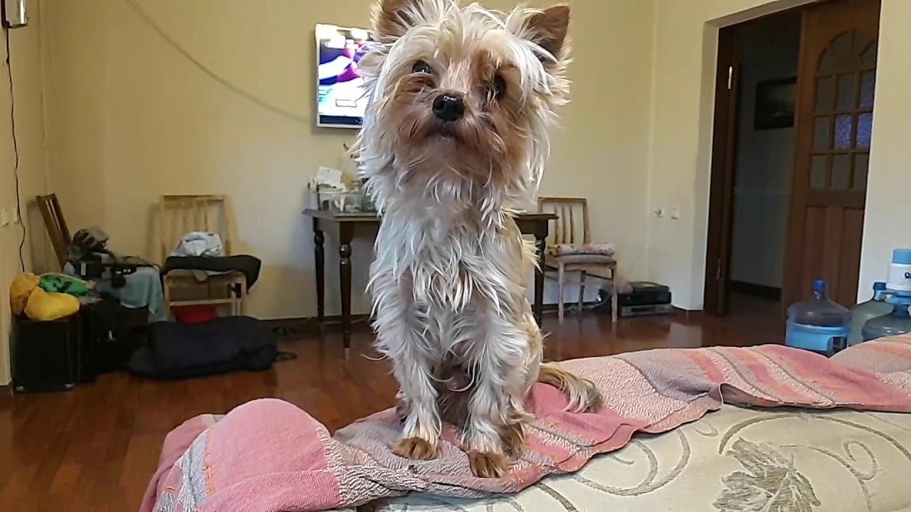 Крысеныш смотреть онлайн