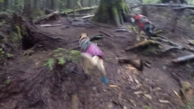 Cali wearing the Ruffwear Polar Trex Boots смотреть онлайн