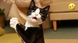ГРОМКО СМЕЙТЕСЬ над самыми смешными видео с кошками 2025 года!😸Лучшие смешные видео с животными