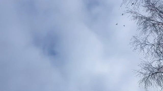 Бакинские бойные голуби! Зимний гон пискунов! Чучуть полетали! смотреть онлайн