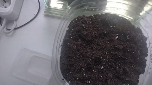 Огурцы на балконе. 1 часть . 21.06.2023. смотреть онлайн