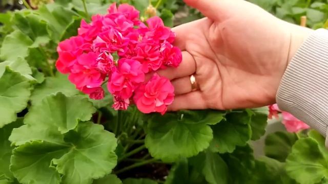 Цветут любимые сорта и новички.