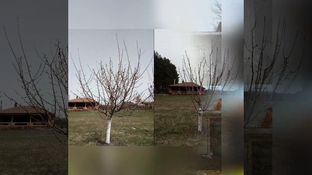 Обрезка деревьев смотреть онлайн