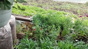 Обзор теплицы (4)