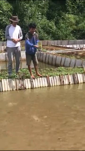 Bugs N Grubs Untuk Pakan Ternak Ikan Lele смотреть онлайн