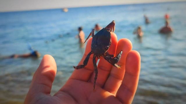 Ручной краб Себастьян 🦀 смотреть онлайн