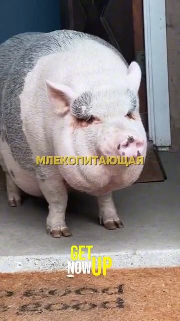 Почему свинина запрещена у мусульман смотреть онлайн
