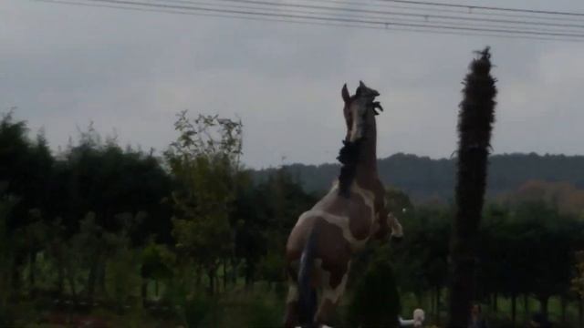 Vlog. Завтрак в Doğa restaurant (Mollafenari köyü) смотреть онлайн