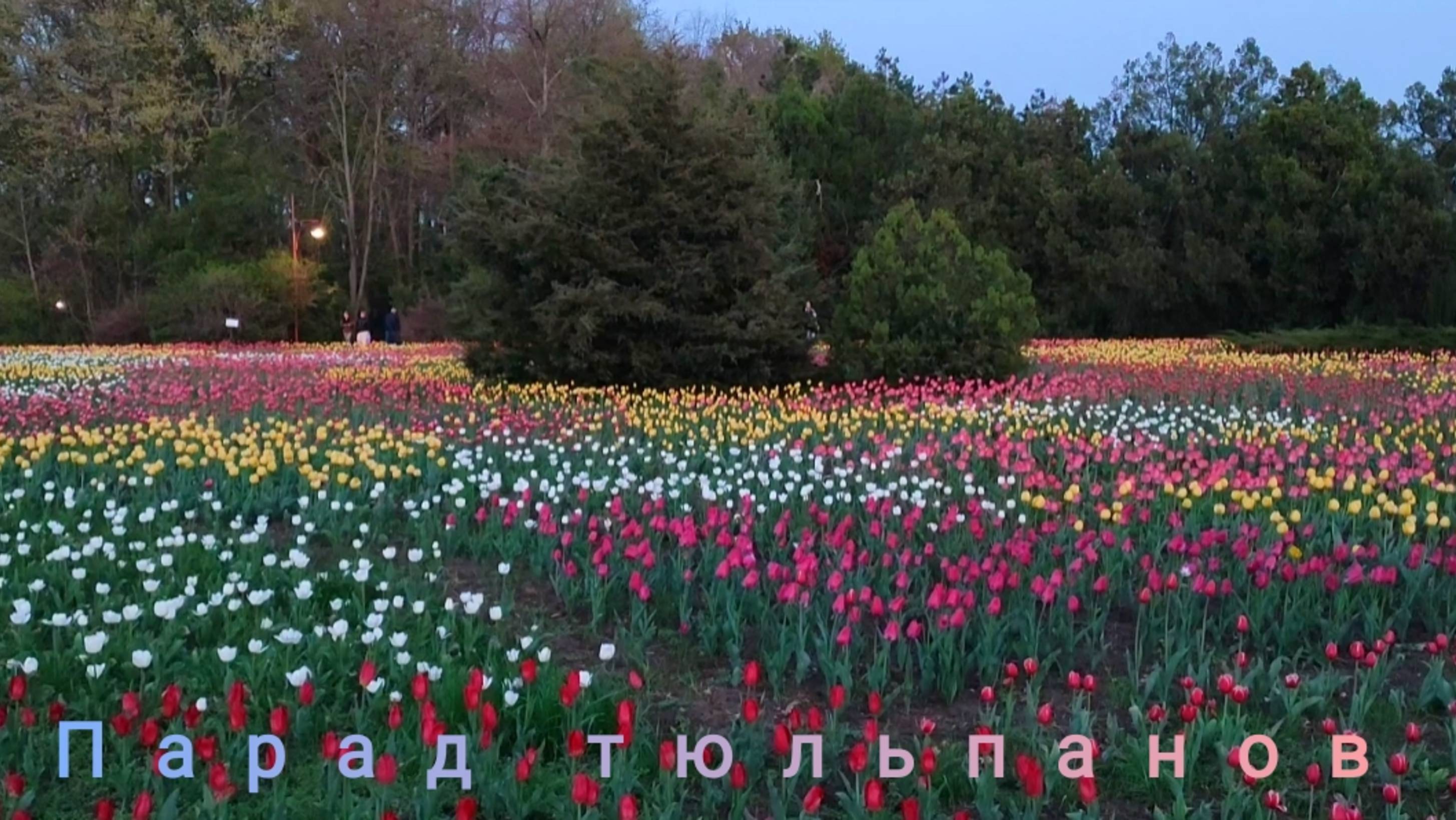 🌷Парад тюльпанов. Поля из 150000 тюльпанов расцвели в Ботаническом саду Краснодара🌷 смотреть онлайн