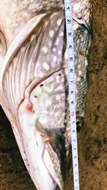 Трофейная щука Подмосковья! смотреть онлайн