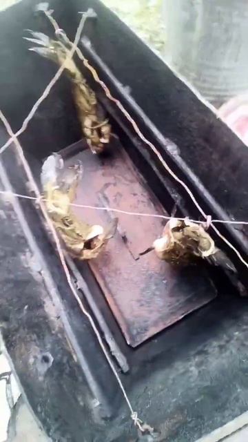 Elegant Wildlife Enthusiasts