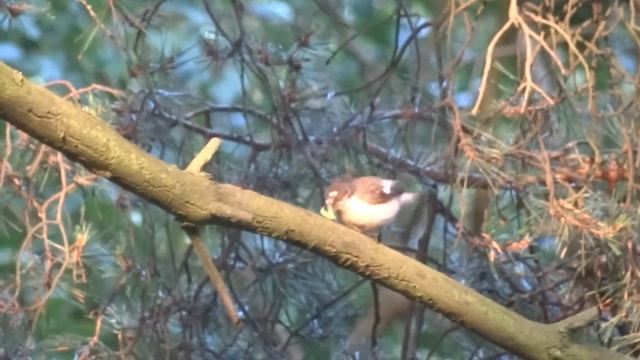 Мухоловка-пеструшка 27.06.2023 смотреть онлайн
