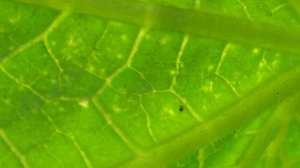 На листьях огурцов мелкие светлые пятнышки. Это насекомые - вредители!