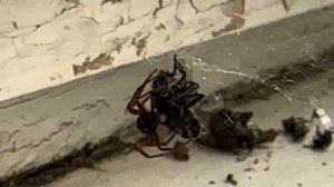 Паук жрет муху, spider eats a fly