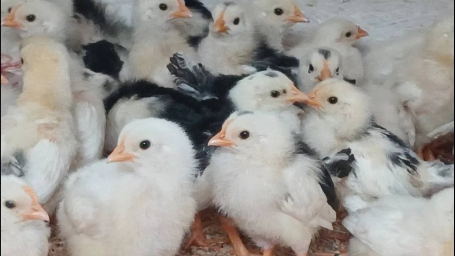 САМОЕ ВАЖНОЕ В ИНКУБАЦИИ!!! ВЕСЬ ПРОЦЕСС ОТ А ДО Я!!! ЛУЧШИЙ ОВОСКОП СВОИМИ РУКАМИ! 07.04.2025 год. смотреть онлайн