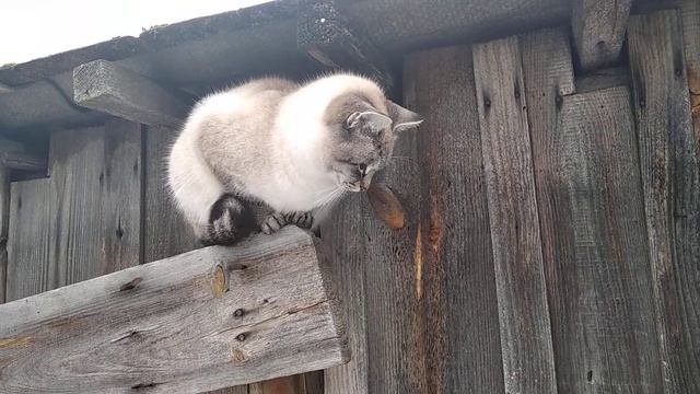 Преданная кошка защищает хозяйку смотреть онлайн