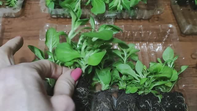 Мой СЕКРЕТНЫЙ заказ петунии калибрахоа наконец приехал! Распаковка посылки. Как буду адаптировать . смотреть онлайн