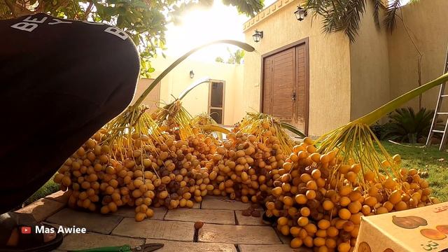 PANEN KURMA TERAKHIR смотреть онлайн