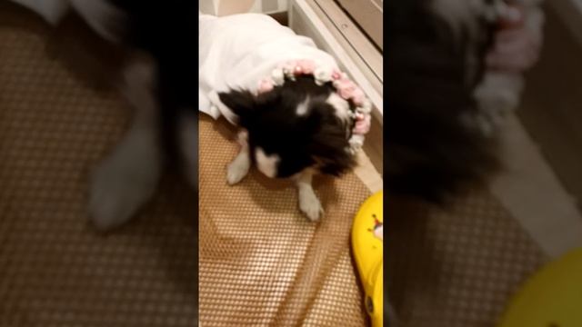 Образы Люси. 🐶