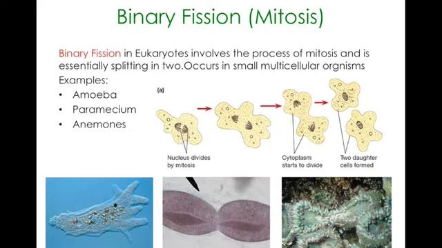 Ch10 L2 - Asexual Reproduction in Eukaryotes смотреть онлайн