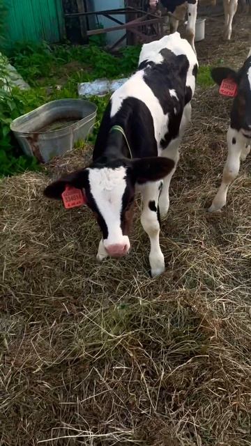 #деревня #животные #жизньвдеревне #farming #сарай #animals #корова #лето #cow #ужин #бык #ферма