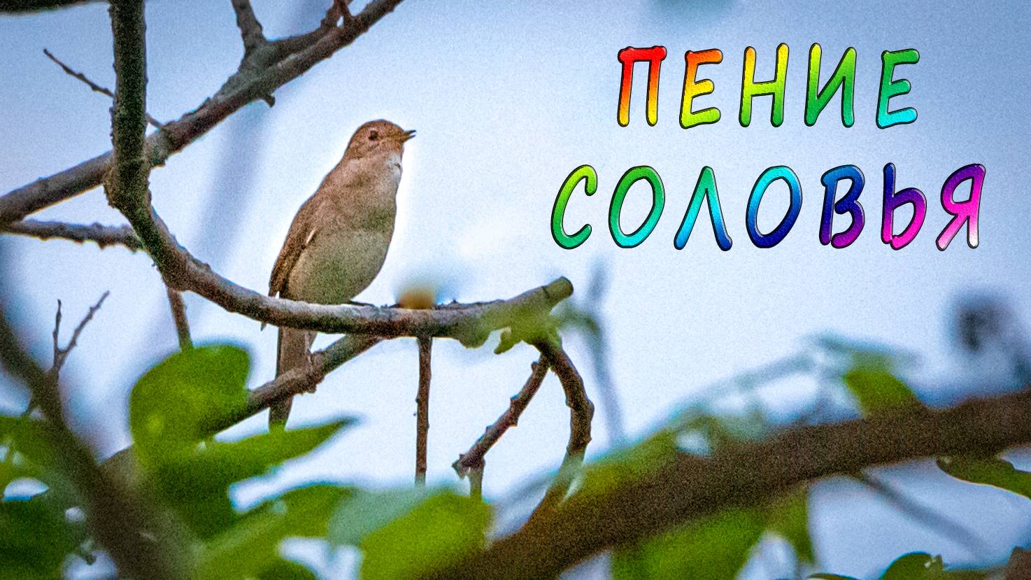 Соловьиная перекличка. Пение соловья