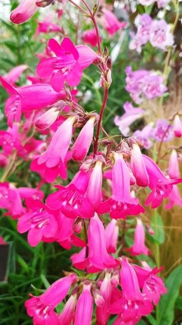 Penstemon 'Patio Vine' смотреть онлайн