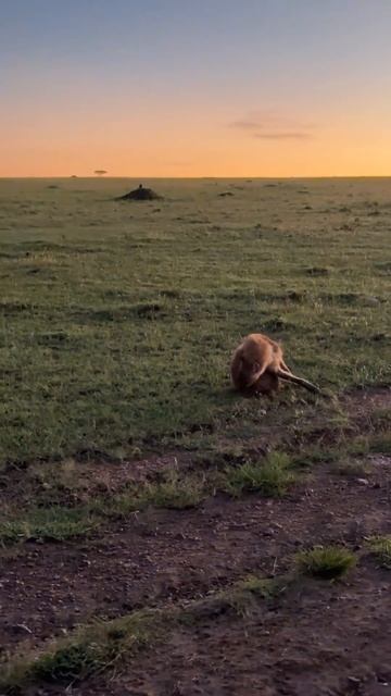 Hyenas have an extremely strong bite! смотреть онлайн