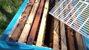 сот никот заряжаем личинок