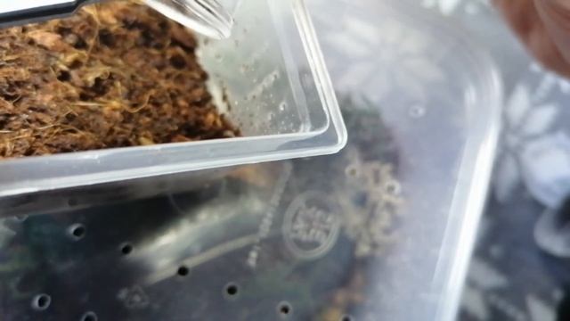 P.sazimai i A. sp. peru purple dostają nowe wille :) смотреть онлайн